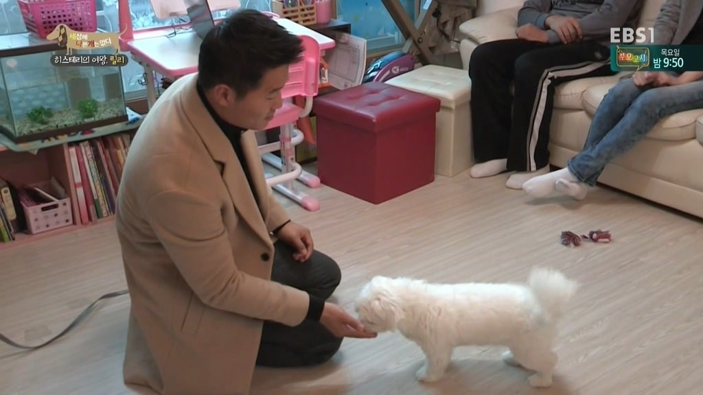 [세상에나쁜개는없다] 가족들에게 짖고 무는 강아지 릴리햏 | 인스티즈