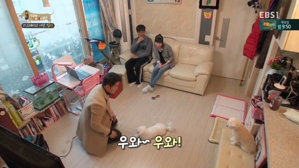 [세상에나쁜개는없다] 가족들에게 짖고 무는 강아지 릴리햏 | 인스티즈