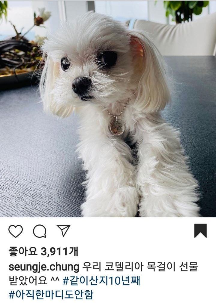 수학 1타강사 정승제 선생님 반려견 코델리아 | 인스티즈