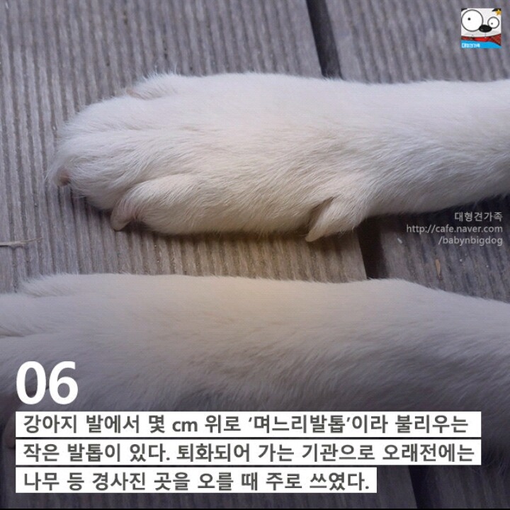 강아지의 발에 숨어있는 11가지 비밀 | 인스티즈