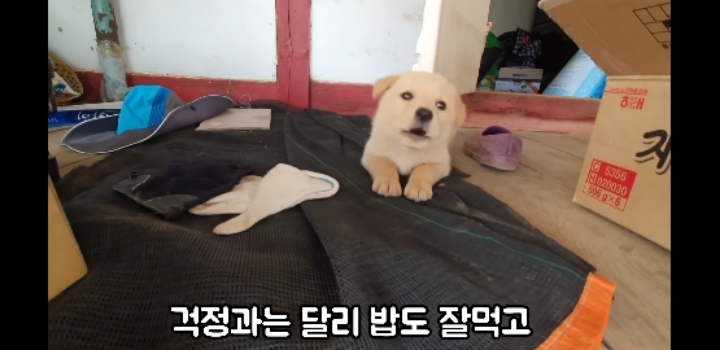 흉가에서 강아지 구조 | 인스티즈