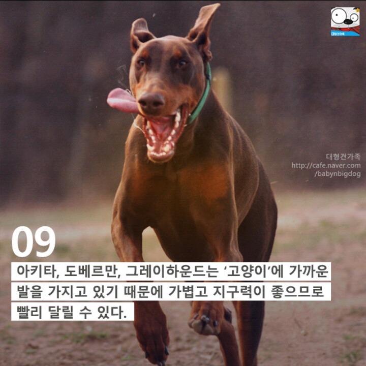 강아지의 발에 숨어있는 11가지 비밀 | 인스티즈