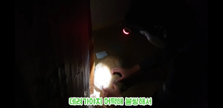 흉가에서 강아지 구조 | 인스티즈