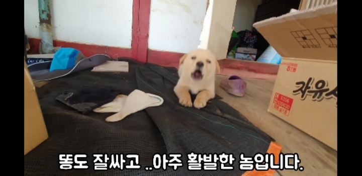흉가에서 강아지 구조 | 인스티즈
