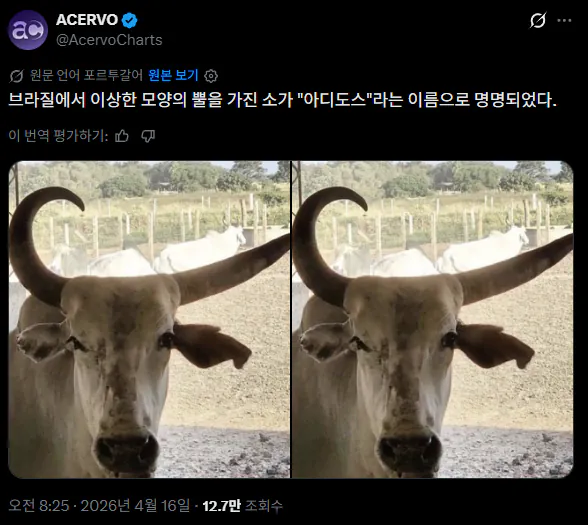 뿔이 이상하게 자란 소 | 인스티즈