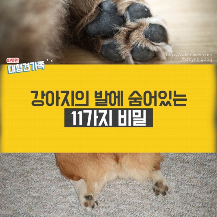 강아지의 발에 숨어있는 11가지 비밀 | 인스티즈