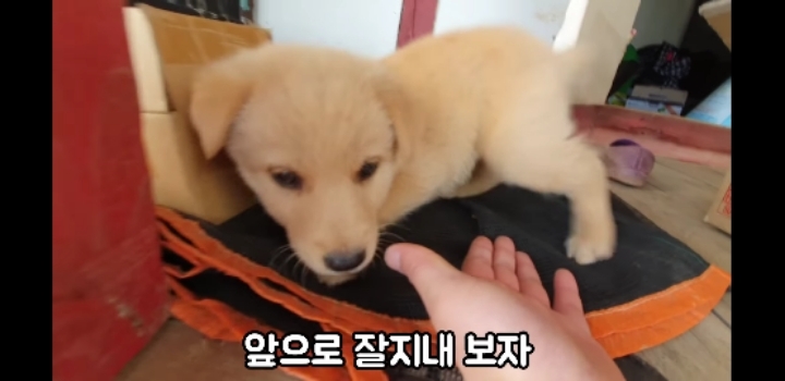 흉가에서 강아지 구조 | 인스티즈