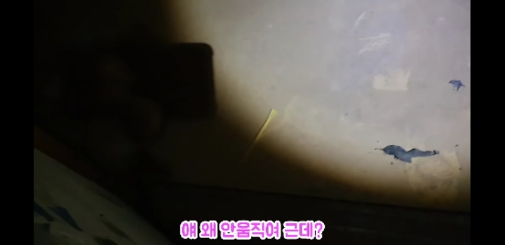 흉가에서 강아지 구조 | 인스티즈