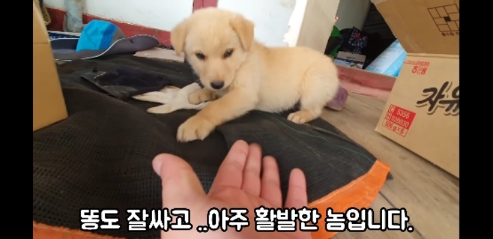 흉가에서 강아지 구조 | 인스티즈
