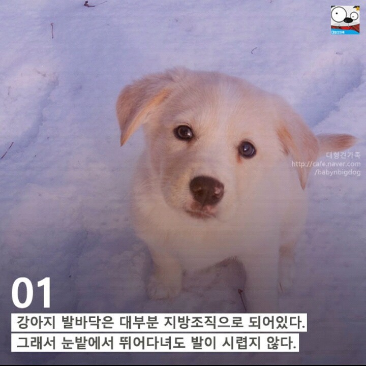 강아지의 발에 숨어있는 11가지 비밀 | 인스티즈