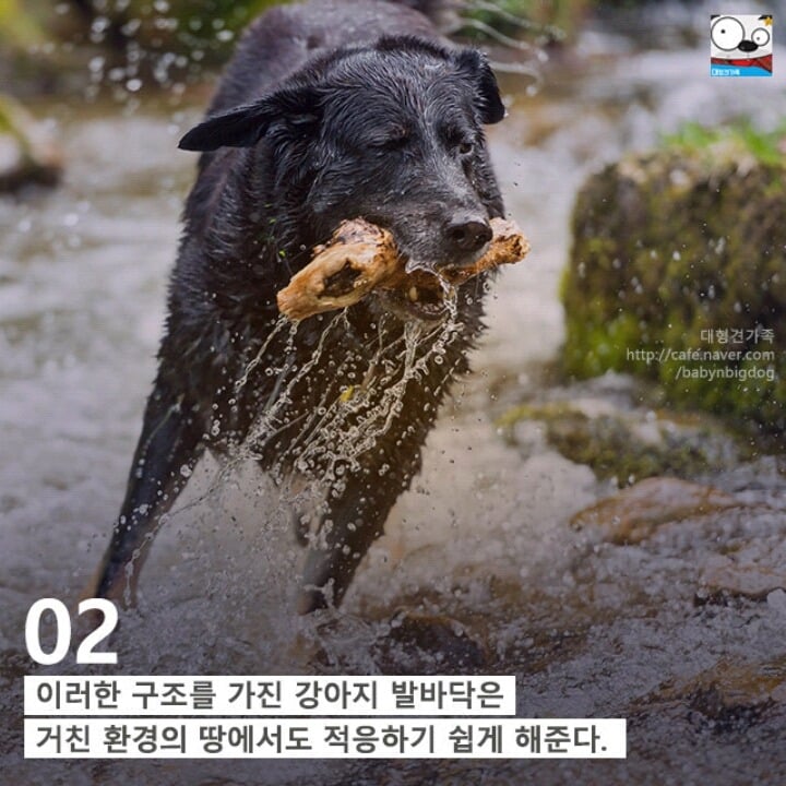 강아지의 발에 숨어있는 11가지 비밀 | 인스티즈