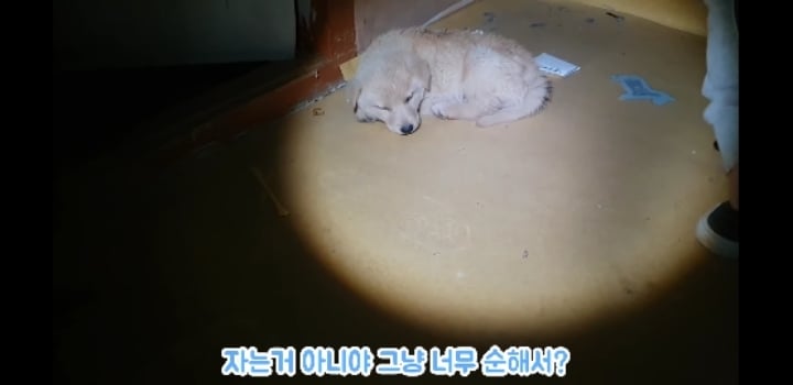 흉가에서 강아지 구조 | 인스티즈