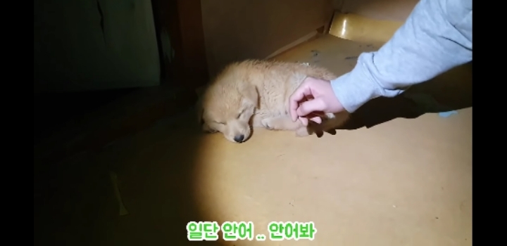 흉가에서 강아지 구조 | 인스티즈