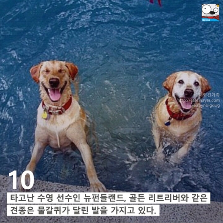 강아지의 발에 숨어있는 11가지 비밀 | 인스티즈