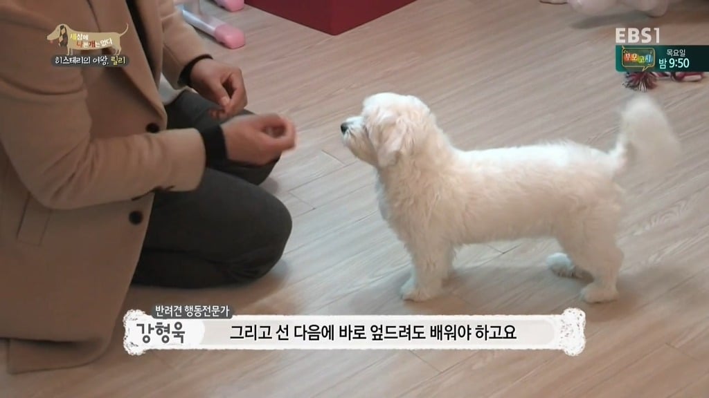 [세상에나쁜개는없다] 가족들에게 짖고 무는 강아지 릴리햏 | 인스티즈