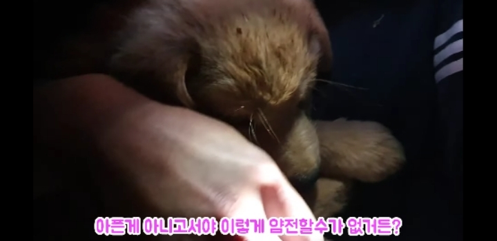 흉가에서 강아지 구조 | 인스티즈