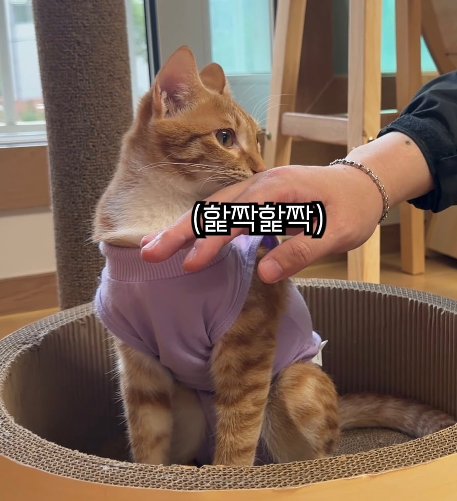 중성화 후 얌전해진 언더월드 칠복이 | 인스티즈
