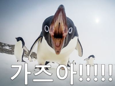 역대급 길치 레전드.penguin | 인스티즈
