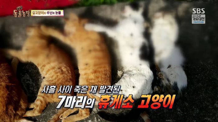 눈앞에서 제 아이가 맞아죽었습니다. 도와주세요 | 인스티즈