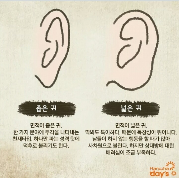 귀 모양으로 보는 성격 | 인스티즈