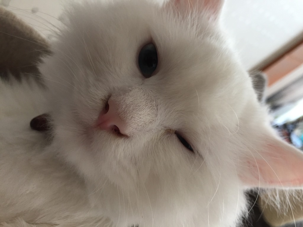 고양이 목욕 하는 팁 | 인스티즈