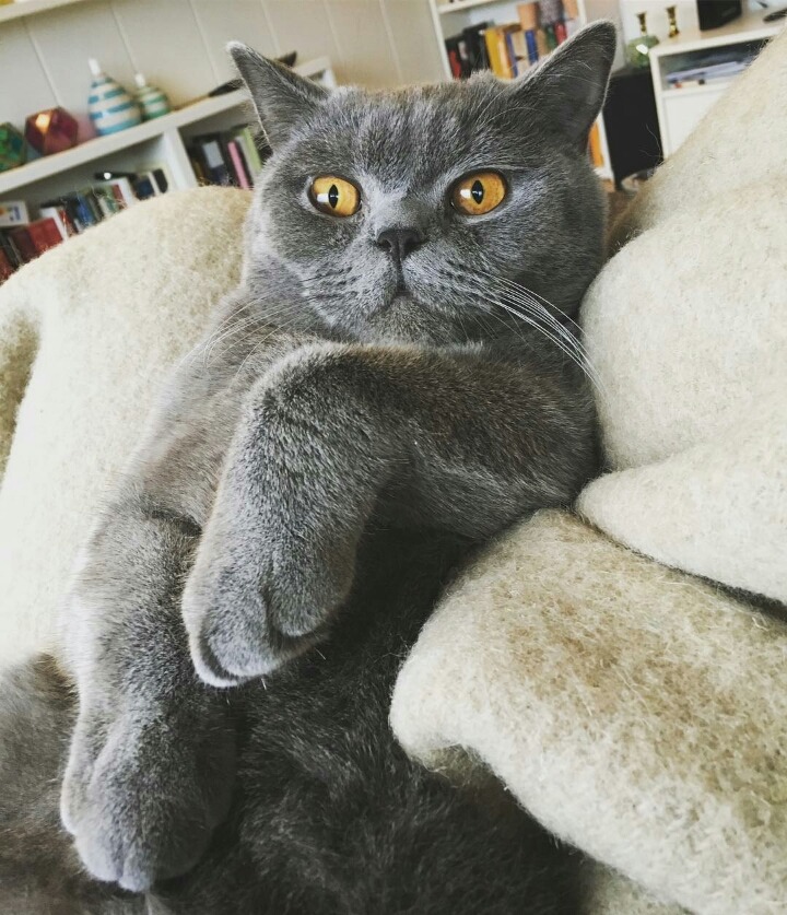 사람들이 많이 헷갈려하는 고양이 두종 | 인스티즈