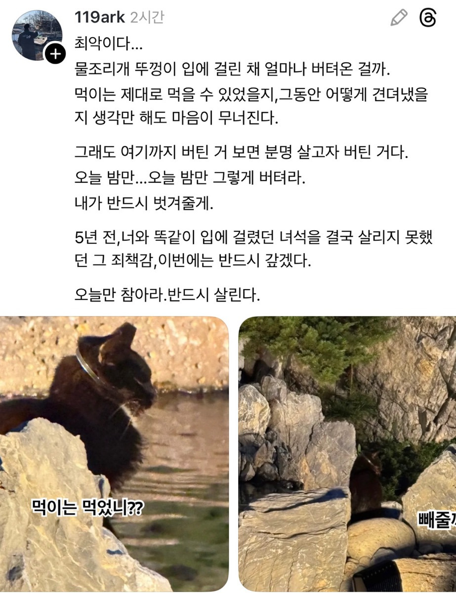 입에 케이블타이 묶인 고양이 발견(학대 아닐 가능성 있음 내용 추가) | 인스티즈