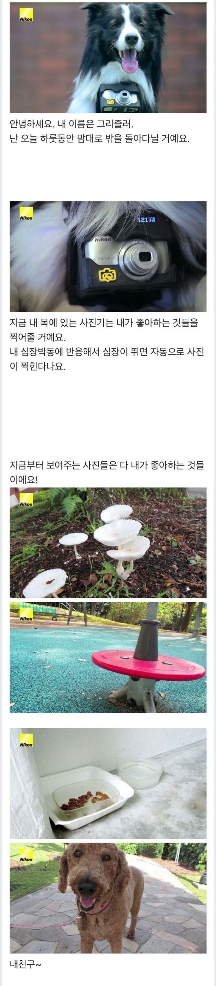 개의 심박수가 늘어나면 찍히는 카메라 | 인스티즈