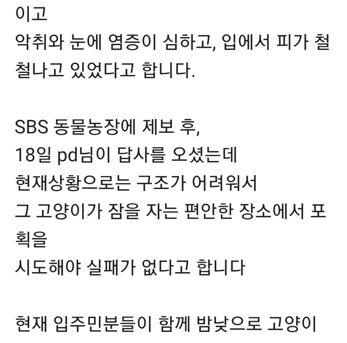 입에 케이블타이 묶인 고양이 발견(학대 아닐 가능성 있음 내용 추가) | 인스티즈