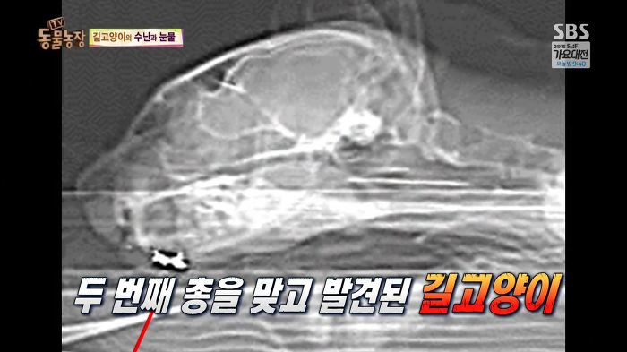 눈앞에서 제 아이가 맞아죽었습니다. 도와주세요 | 인스티즈