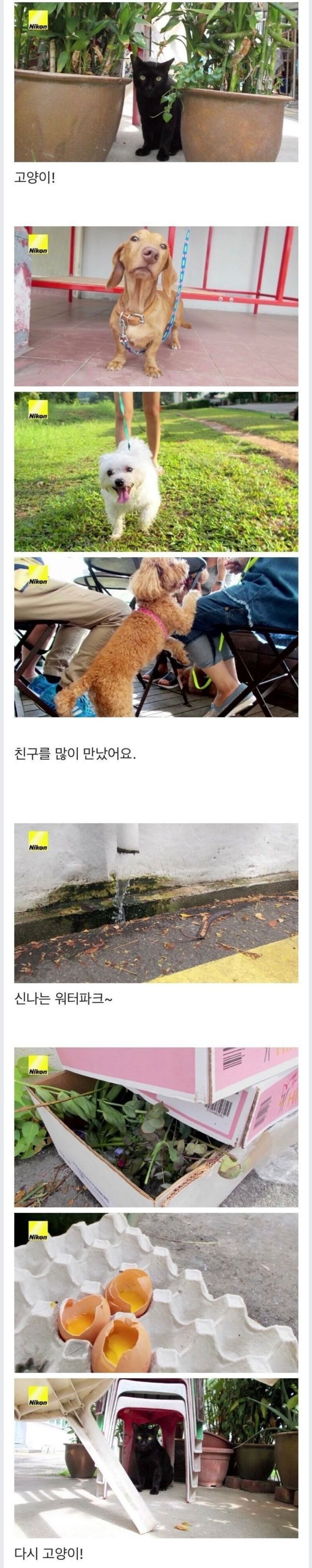 개의 심박수가 늘어나면 찍히는 카메라 | 인스티즈