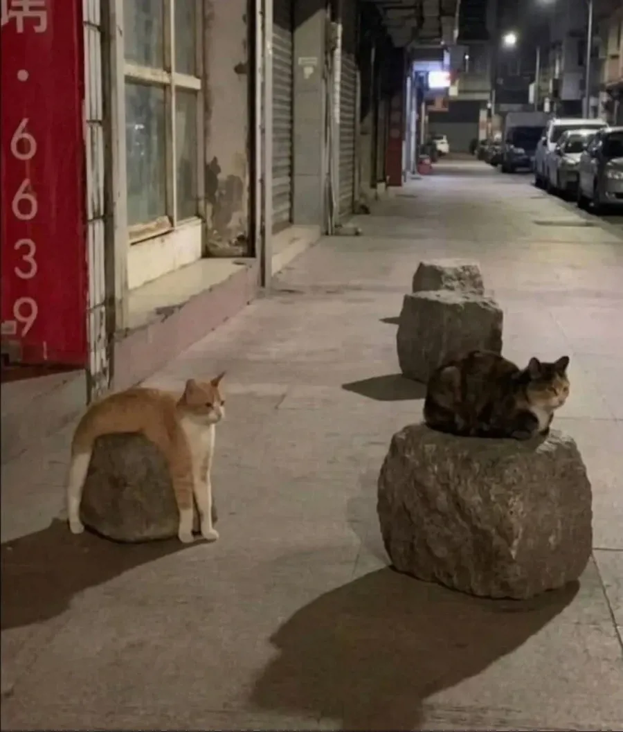 다리 긴 고양이 | 인스티즈