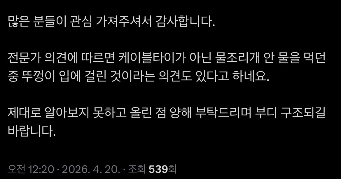 입에 케이블타이 묶인 고양이 발견(학대 아닐 가능성 있음 내용 추가) | 인스티즈