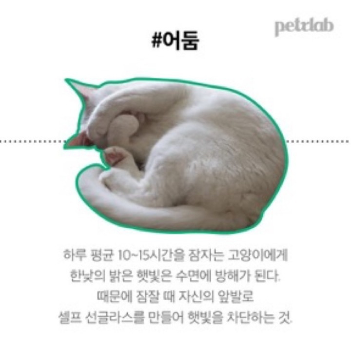 고양이가 발로 눈가리고 자는이유.JPG | 인스티즈