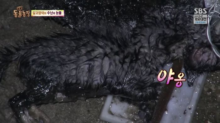 눈앞에서 제 아이가 맞아죽었습니다. 도와주세요 | 인스티즈
