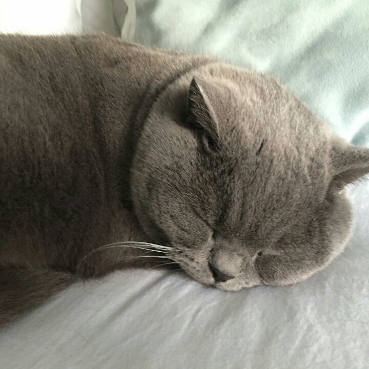 사람들이 많이 헷갈려하는 고양이 두종 | 인스티즈