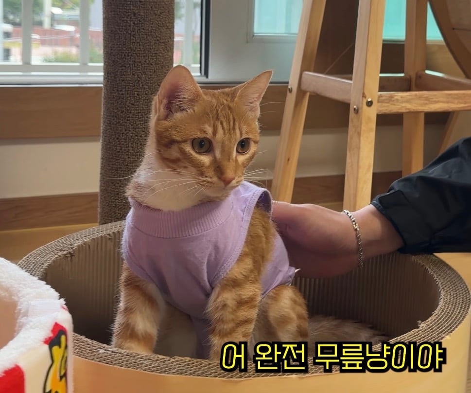 중성화 후 얌전해진 언더월드 칠복이 | 인스티즈
