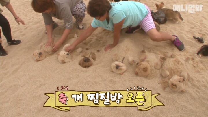 심장주의 모래찜질하다 빠진 댕댕이 끝순이 | 인스티즈