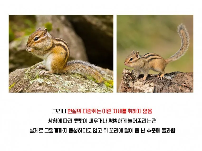 다람쥐와 청설모의 차이 | 인스티즈