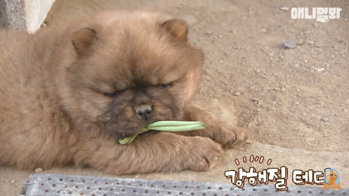 심장주의 모래찜질하다 빠진 댕댕이 끝순이 | 인스티즈