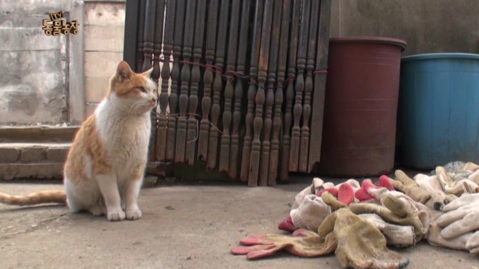 [동물농장] 매일 장갑 물어오는 고양이 (사랑스러움주의/스압주의) | 인스티즈