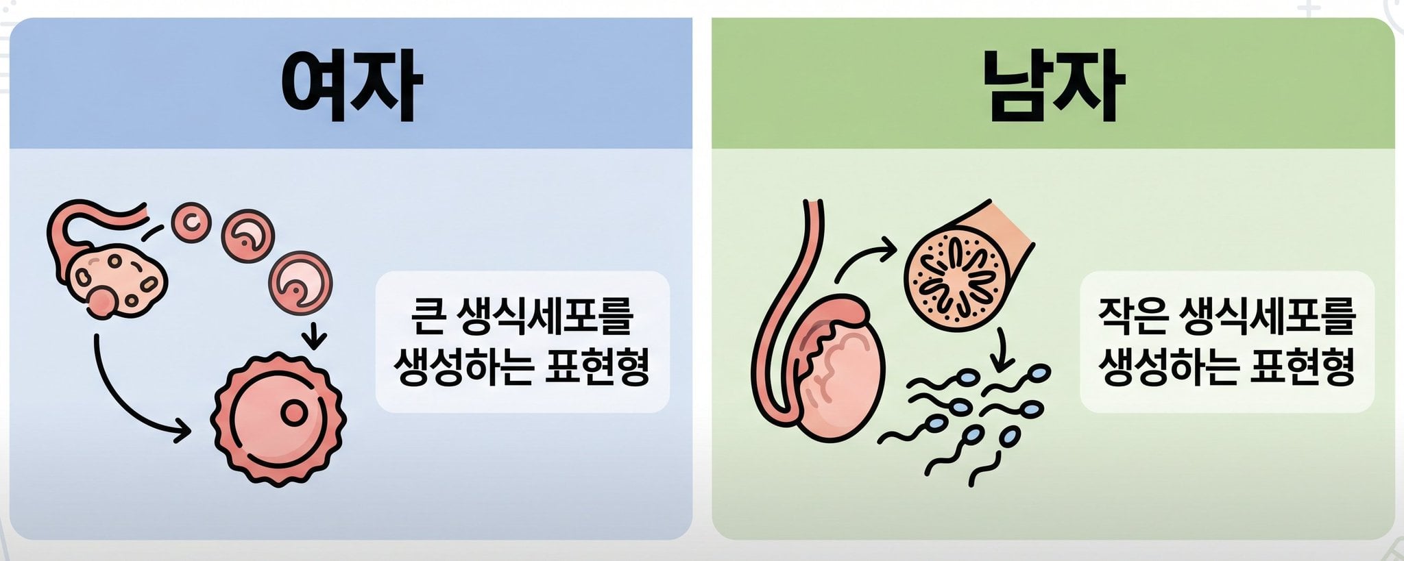 그래서, 성별이 대체 뭔데? (염색체=성별이라 생각하는 사람들도 읽어 봐!) | 인스티즈