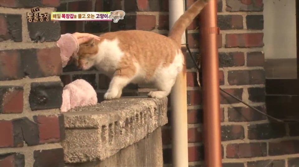 [동물농장] 매일 장갑 물어오는 고양이 (사랑스러움주의/스압주의) | 인스티즈