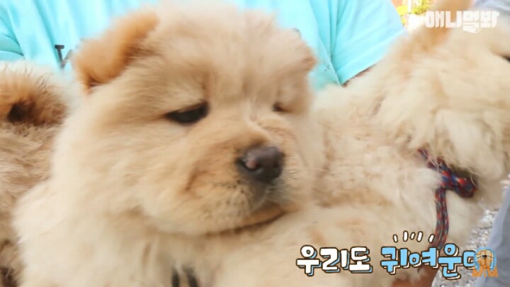 심장주의 모래찜질하다 빠진 댕댕이 끝순이 | 인스티즈