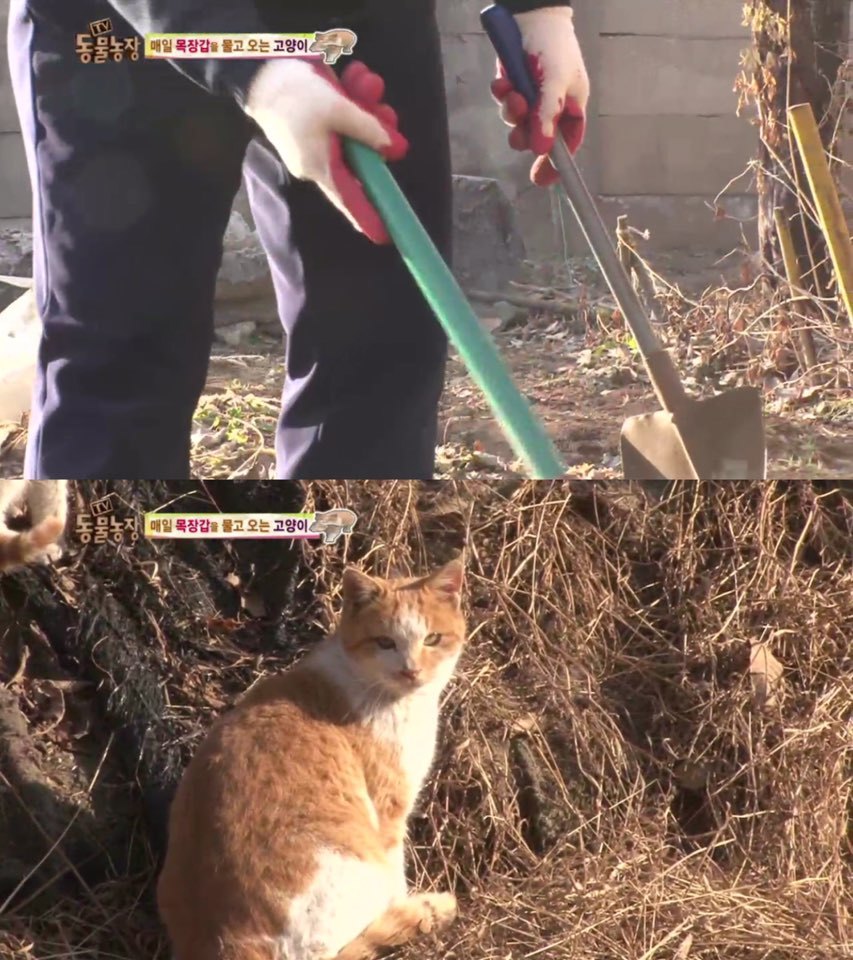 [동물농장] 매일 장갑 물어오는 고양이 (사랑스러움주의/스압주의) | 인스티즈