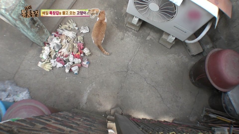 [동물농장] 매일 장갑 물어오는 고양이 (사랑스러움주의/스압주의) | 인스티즈