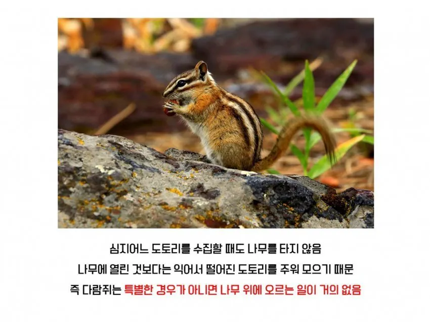 다람쥐와 청설모의 차이 | 인스티즈