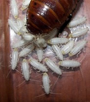 바퀴벌레 한마리가 집에 들오면 큰일 나는 이유.jpg (혐오주의) | 인스티즈