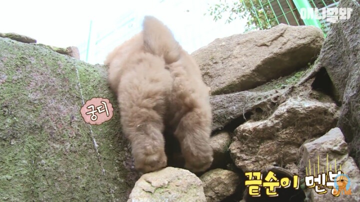 심장주의 모래찜질하다 빠진 댕댕이 끝순이 | 인스티즈