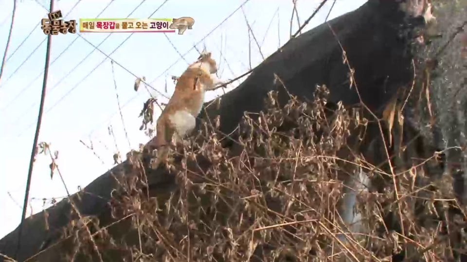 [동물농장] 매일 장갑 물어오는 고양이 (사랑스러움주의/스압주의) | 인스티즈